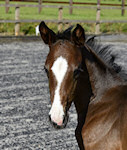 Diminuendo : Don Romantic x Royal Angelo x Weltmeyer 2012 Dark Brown Filly